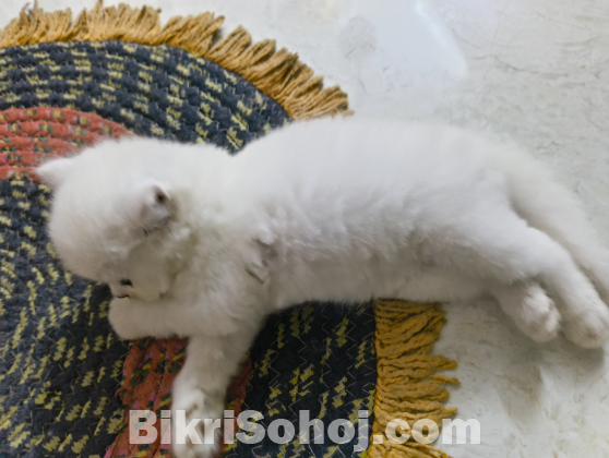 Persian kitten 2 months